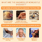 Tarjeta de prueba rápida de anticuerpos contra el virus de la enfermedad de Newcastle proveedor